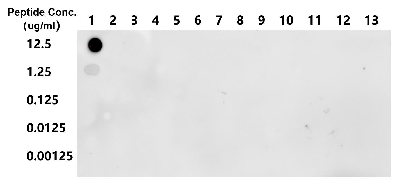 Dot Blot experiment of peptide using 82902-1-RR